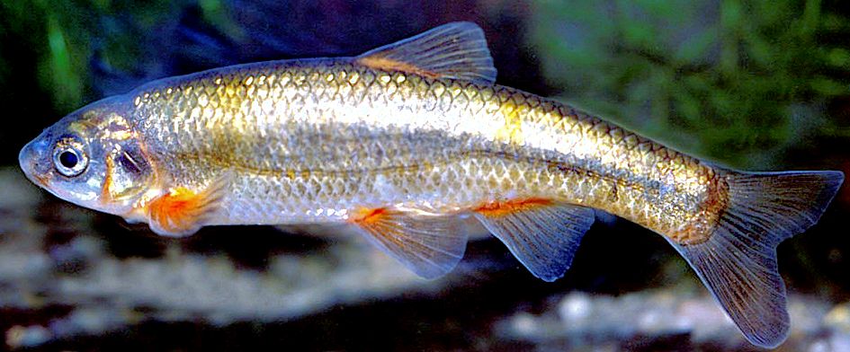 Achondrostoma arcasii_09.jpg